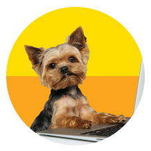Pet Supplies  Averon Digital LLC